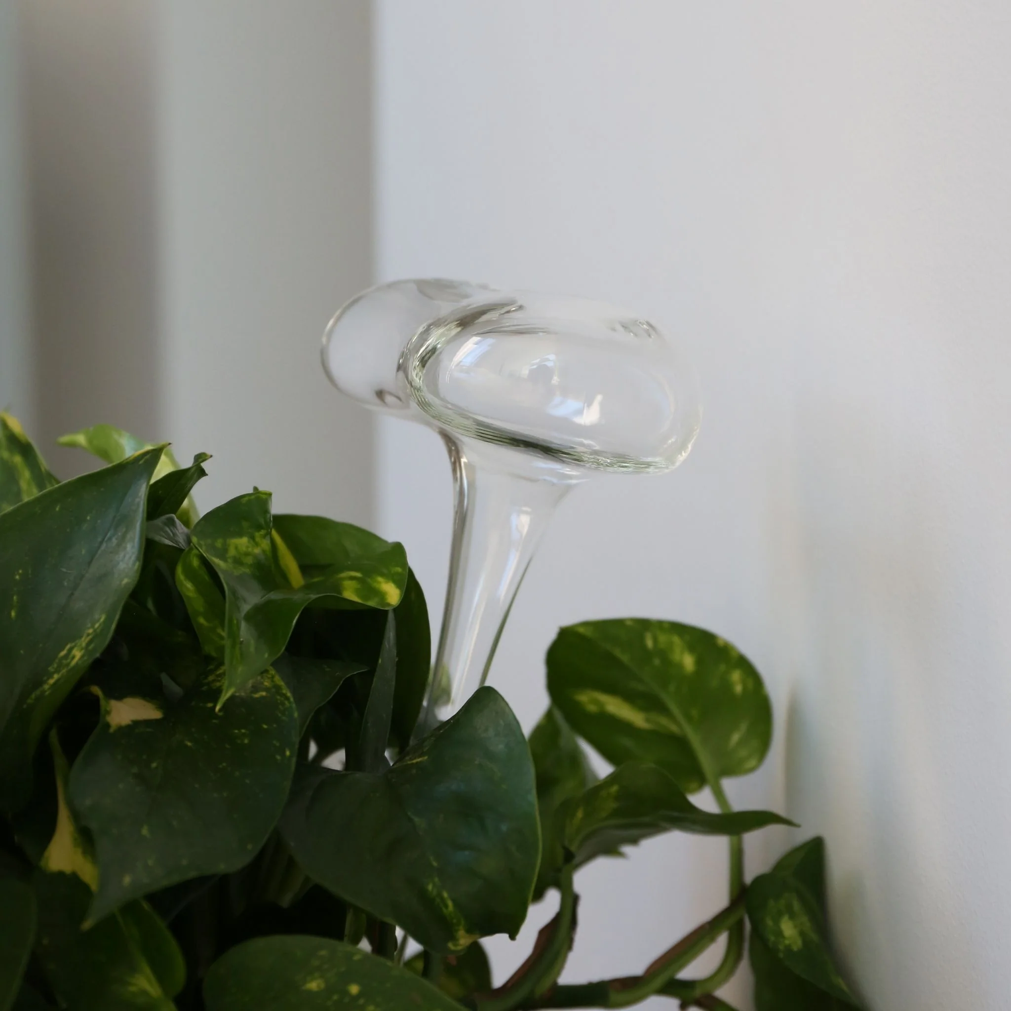 FERM LIVING Mercury Plant Water Globes, Clear (Set of 2) - Image 2