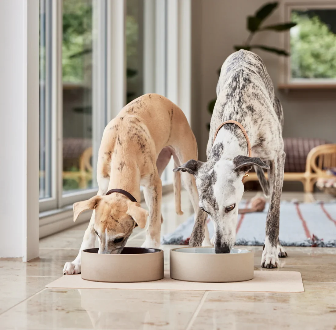 OYOY ZOO Sia Dog Bowl, Choc - 3 Sizes - Image 2